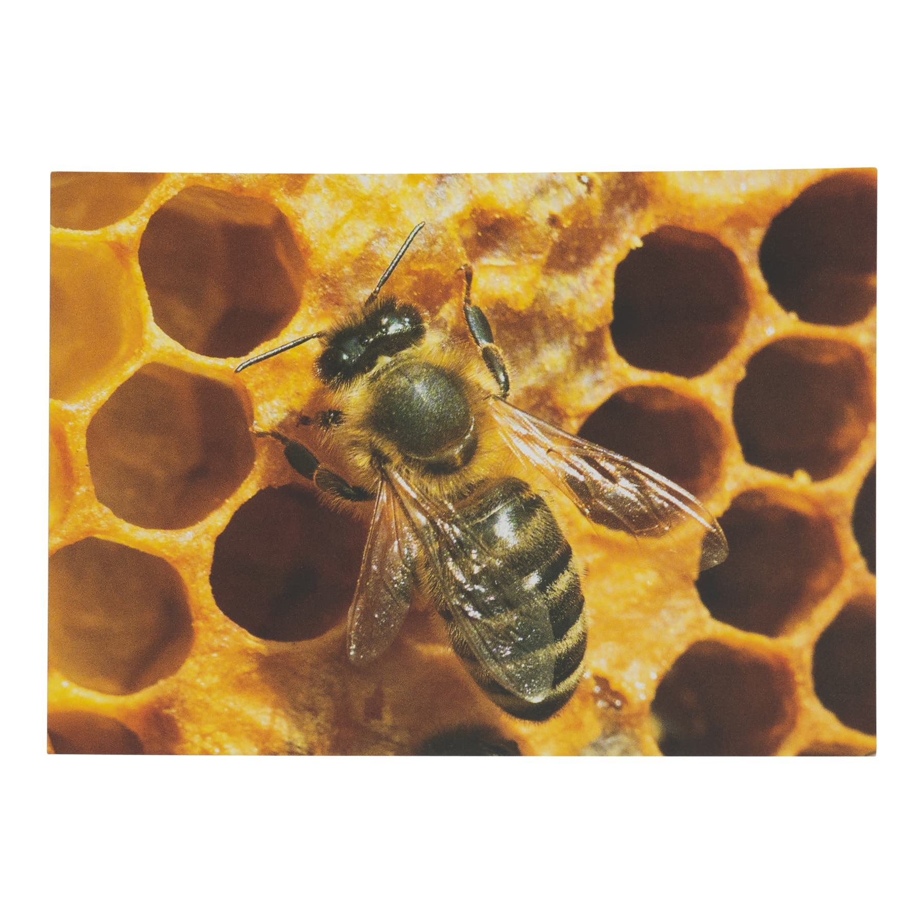 Postkarte "Biene aus Wabe"  0416